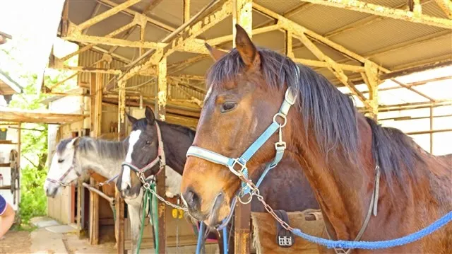 伊豆地方でおすすめのアウトドアデート14選!カップルにおすすめの旅行