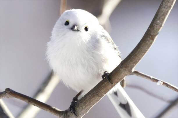 動物好き婚活パーティー