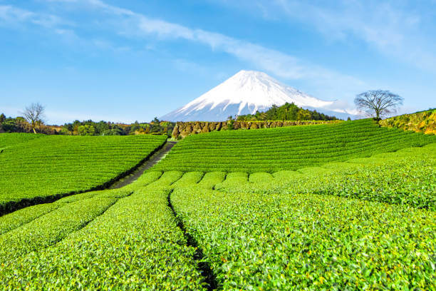 旅行好き婚活パーティー静岡