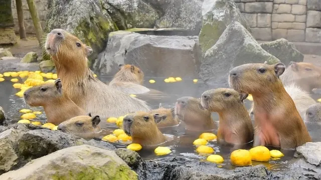 伊豆地方の人気デートスポット15選！カップルにおすすめの定番&穴場