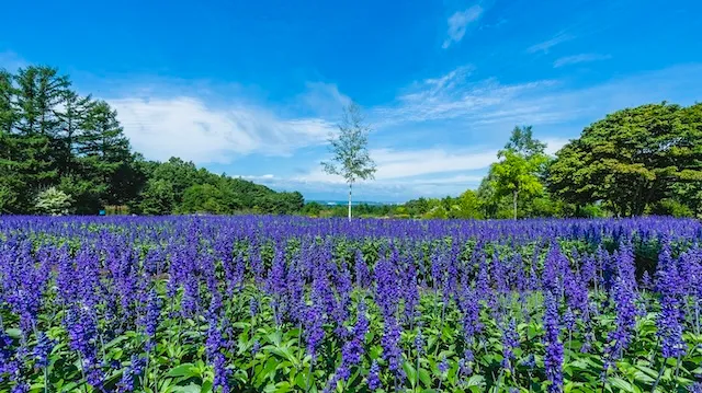 帯広市の人気デートスポット15選！カップルにおすすめの定番＆穴場