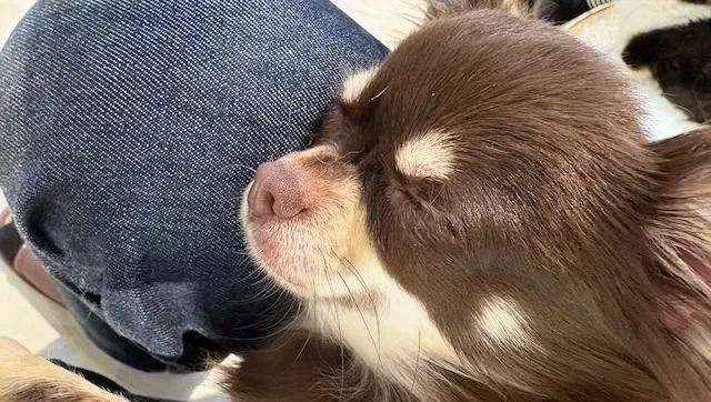 結婚相談所ラポールアンカー