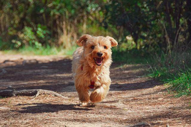 犬交際デート