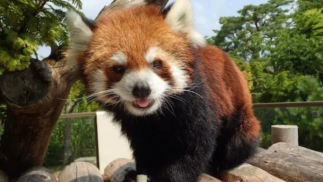 京都市の人気デートスポット53選！カップルにおすすめの定番&穴場