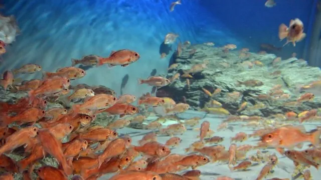 新潟市の人気デートスポット30選!カップルにおすすめの定番&穴場