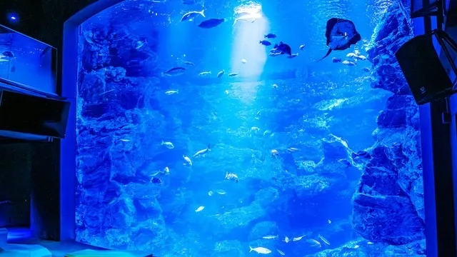 京都市の人気デートスポット53選！カップルにおすすめの定番&穴場