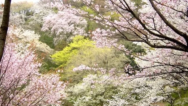 八王子市の人気デートスポット27選!カップルにおすすめの定番&穴場