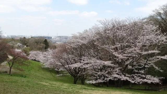 八王子市の人気デートスポット27選!カップルにおすすめの定番&穴場