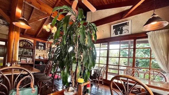 静岡市駿河区のおすすめカフェデート23選!初デートから2回目以降も安心の目的別ガイド