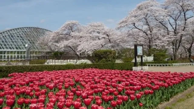 京都市の人気デートスポット53選！カップルにおすすめの定番&穴場