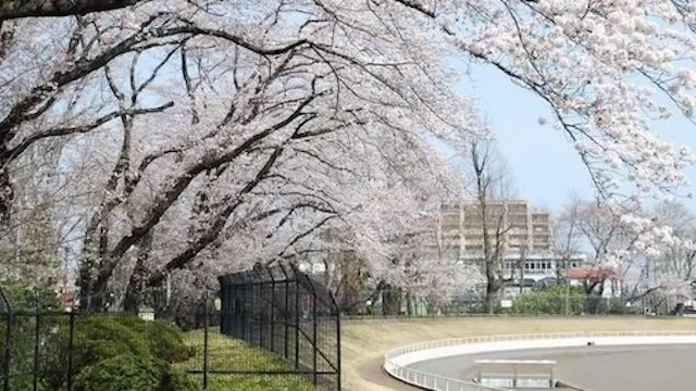 八王子市の人気デートスポット27選!カップルにおすすめの定番&穴場