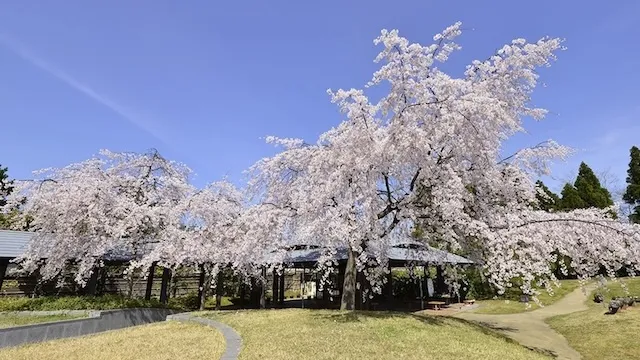 京都市の人気デートスポット53選！カップルにおすすめの定番&穴場