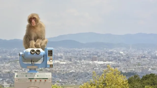 京都市の人気デートスポット53選！カップルにおすすめの定番&穴場