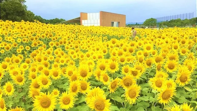 浜松市の人気デートスポット39選！カップルにおすすめの定番&穴場