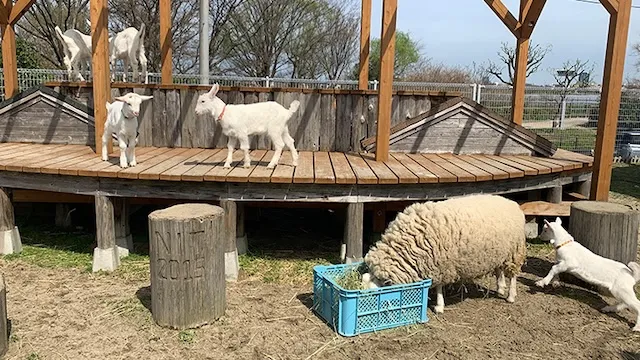 新潟市の人気デートスポット30選!カップルにおすすめの定番&穴場