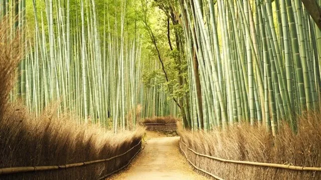 京都市の人気デートスポット53選！カップルにおすすめの定番&穴場